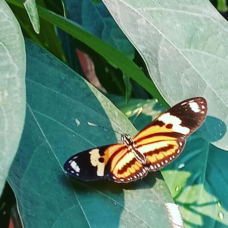 Posada Maria Iguazu Puerto Iguazú Eksteriør bilde