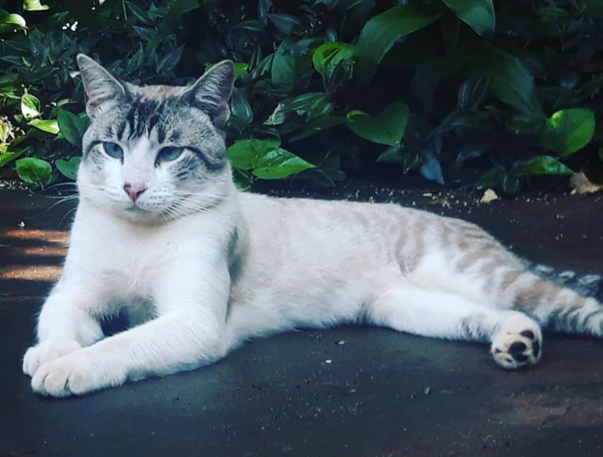 Posada Maria Iguazu Puerto Iguazú Eksteriør bilde