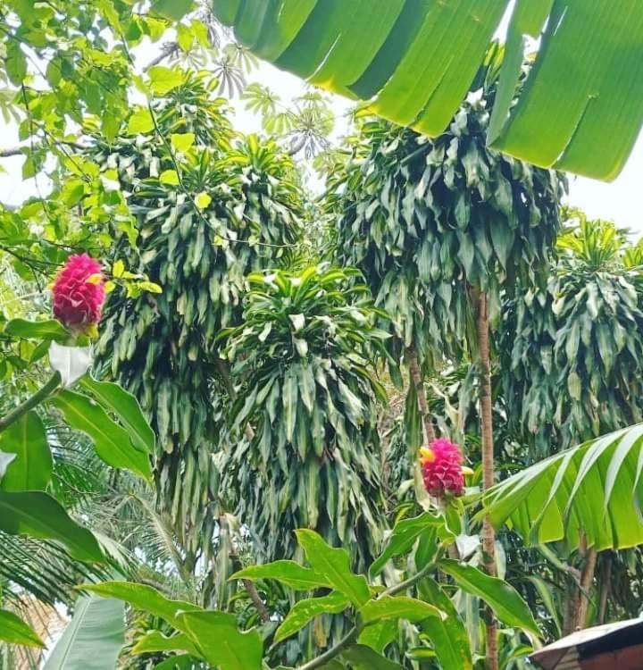 Posada Maria Iguazu Puerto Iguazú Eksteriør bilde