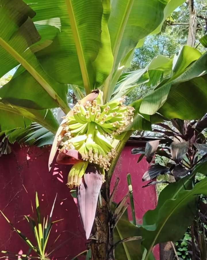 Posada Maria Iguazu Puerto Iguazú Eksteriør bilde