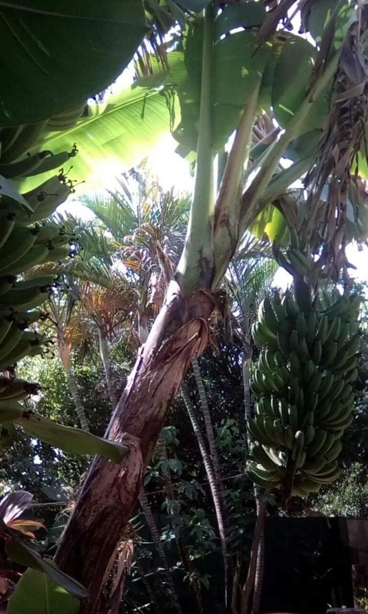 Posada Maria Iguazu Puerto Iguazú Eksteriør bilde