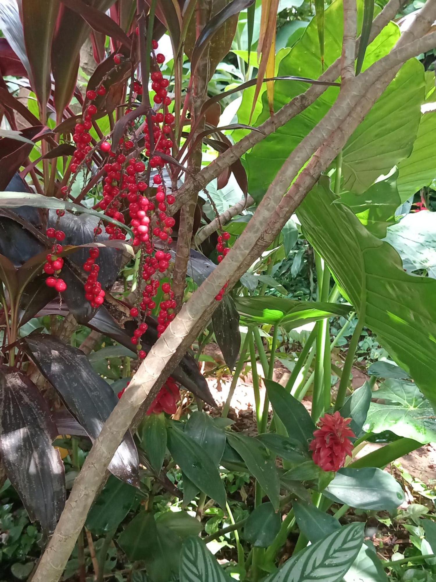 Posada Maria Iguazu Puerto Iguazú Eksteriør bilde